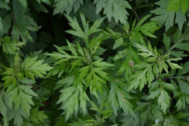 Mugwort leaves. The young buds are used to make rice cakes and have many medicinal properties and are said to be the queen of herbs. clipart