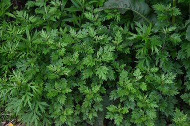 Mugwort leaves. The young buds are used to make rice cakes and have many medicinal properties and are said to be the queen of herbs. clipart