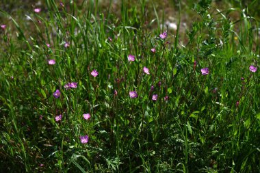 Gül çiçeği (Oenothera rosea) çiçekleri. Onagraceae daimi bitkileri. Dört yapraklı pembe çiçekler Mayıs 'tan Eylül' e kadar açar.