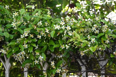 Trachelospermum asiaticum (Asisn yasemin) çiçekleri. Apocynaceae asma çalısı. Yazın başında pervane şeklinde kokulu beyaz çiçekler üretir..