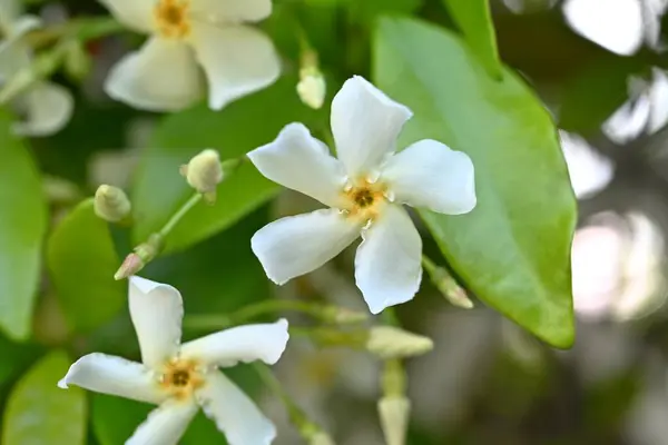 stock image Trachelospermum asiaticum ( Asisn jasmine ) flowers. Apocynaceae evergreen vine shrub. Produces propeller-shaped fragrant white flowers in early summer.