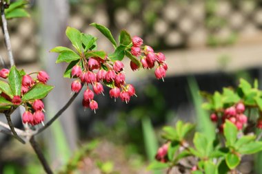 Enkianthus cernuus flowers. A deciduous shrub of the Ericaceae endemic to Japan, its Japanese name is 'Beni-Dodan'. The flowering period is from May to June. clipart