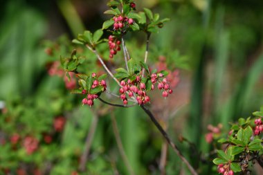 Enkianthus sernuus çiçekleri. Ericaceae 'nin Japonya' ya özgü yaprak döken bir çalısı, Japonca adı Beni-Dodan 'dır. Çiçek açma dönemi Mayıs 'tan Haziran' a kadar.