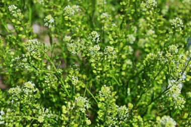 Virginia biber otu (Lepidium virginicum) çiçekleri. Sütyengilerin otları Kuzey Amerika 'ya özgüdür. Birçok küçük dört yapraklı çiçek yazın başlarında yarışlarda açar..