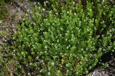 Virginia biber otu (Lepidium virginicum) çiçekleri. Sütyengilerin otları Kuzey Amerika 'ya özgüdür. Birçok küçük dört yapraklı çiçek yazın başlarında yarışlarda açar..