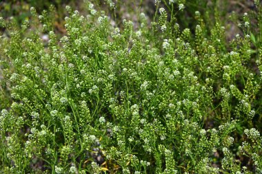 Virginia biber otu (Lepidium virginicum) çiçekleri. Sütyengilerin otları Kuzey Amerika 'ya özgüdür. Birçok küçük dört yapraklı çiçek yazın başlarında yarışlarda açar..