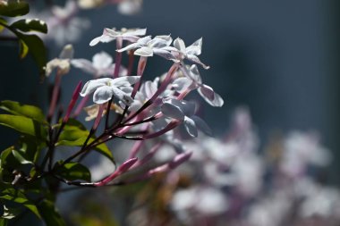 Pembe yasemin (Jasminum poliyanthum) çiçekleri. Oleaceae Evergreen asma çalısı. Nisan 'dan Mayıs' a kadar beyaz çiçekler açar ve güzel kokar. Bu yüzden ona 