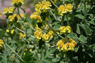 Kudüs adaçayı (Phlomis fruticosa) çiçekleri. Lamiaceae bitkisi her zaman yeşildir. Yapraklar ve saplar beyaz saçlarla kaplıdır ve Mayıs 'tan Ağustos' a kadar sarı çiçekler açar..