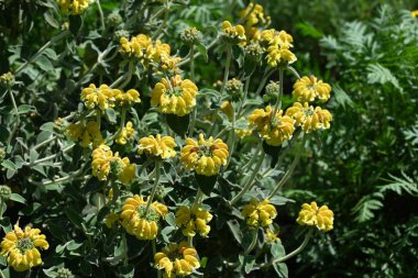 Kudüs adaçayı (Phlomis fruticosa) çiçekleri. Lamiaceae bitkisi her zaman yeşildir. Yapraklar ve saplar beyaz saçlarla kaplıdır ve Mayıs 'tan Ağustos' a kadar sarı çiçekler açar..