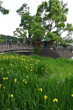 Sarı iris çiçekleri. Iridaceae bitkileri. Suya yakın yaşar ve Mayıs 'tan Haziran' a kadar sarı çiçekler açar..