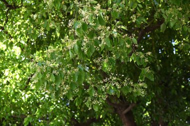Kafur ağacı (Cinnamonum camphora) çiçekleri. Lauraceae Evergreen ağacı. Yazın başında paniğe kapılır ve küçük soluk sarı çiçekler üretir..