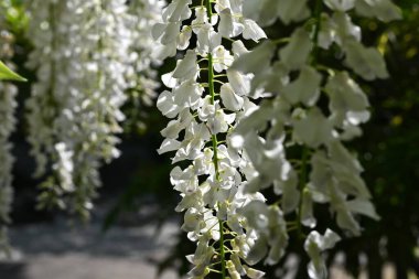 Beyaz salkım çiçekleri. Fabaceae yapraklı sarmaşık. Çiçek açma dönemi nisandan mayısa kadardır..