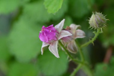 Yerli ahududu (Rubus parvifolius) çiçekleri. Rosaceae yaprak döken çalı. Yazın başında soluk kırmızı-mor çiçekler açar..