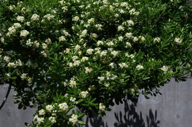 Pittosporum tobira (Japon peyniri) çiçekleri. Pittosporaceae her zaman yeşil çalı. Dioecious deniz kenarı bitkisi. Yazın başında güzel kokulu beyaz çiçekler üretir..