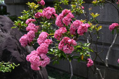 Kalmia latifolia çiçekleri. Ericaceae her daim yeşil çalı. Çiçek açma dönemi nisandan mayısa kadardır..