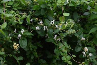 Japon hanımeli çiçekleri. Caprifoliaceae Evergreen üzümü. Yazın başında beyaz çiçekler açar ve sonra sarıya döner..