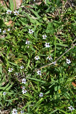 Annual blue eyed grass ( Sisyrinchium rosulatum ) flowers. Iridaceae annual plants. Small white or reddish-purple flowers bloom along roadsides in early summer. clipart