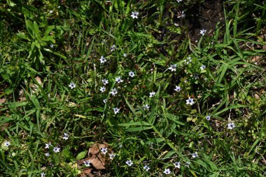 Annual blue eyed grass ( Sisyrinchium rosulatum ) flowers. Iridaceae annual plants. Small white or reddish-purple flowers bloom along roadsides in early summer. clipart