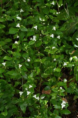 Tradescantia fluminensis (Gezgin Yahudi) çiçekler. Commelinaceae daimi bitkileri. Gölgeli alanlarda kümeler oluşturur ve yazın başlarında üçgen şeklinde beyaz çiçekler açar..