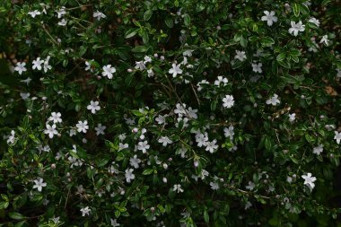 Serissa japonica (Snowrose) çiçekler. Rubiaceae her zaman yeşildir. Mayıs 'tan Temmuz' a kadar beyaz çiçekler açar..