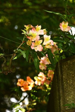 Alstroemeria çiçekleri. Alstroemeriaceae daimi soğan bitkileri. Güney Amerika 'ya özgü. Çizgili taç yapraklı parlak çiçekler nisandan temmuz ayına kadar çiçek açar..