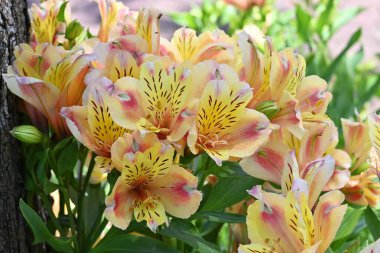 Alstroemeria çiçekleri. Alstroemeriaceae daimi soğan bitkileri. Güney Amerika 'ya özgü. Çizgili taç yapraklı parlak çiçekler nisandan temmuz ayına kadar çiçek açar..