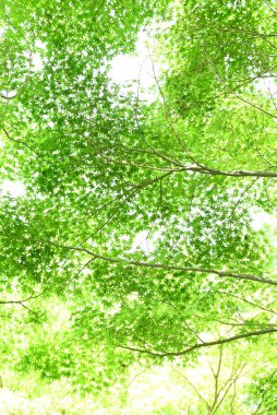  Japon akçaağaç taze yeşil. Yaz başı mevsimsel arka plan materyali.