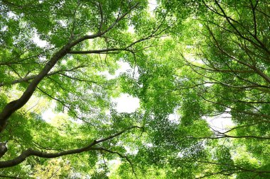  Japon akçaağaç taze yeşil. Yaz başı mevsimsel arka plan materyali.