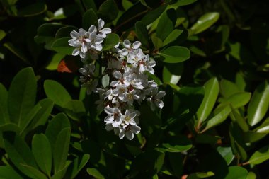  Rhaphiolepis indica (Japanese hawthorn) flowers.Rosaceae evergreen shrub.Grows near the coast and blooms white flowers in early summer. clipart