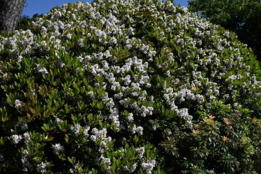  Rhaphiolepis indica (Japon Hawthorn) çiçekleri. Rosaceae Evergreen fundalığı. Sahilde yetişir ve yaz başında beyaz çiçekler açar..