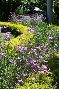 Agrostemma githago (Mısır midyesi) çiçekleri. Caryophyllaceae yıllık bitkileri. Pembe çiçekler yazın başlarında açar. Avrupa 'da buğday tarlalarında yabani ot muamelesi görür..