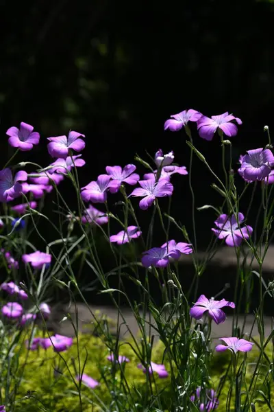 stock image Agrostemma githago (Corn cockle) flowers. Caryophyllaceae annual plants. Pink flowers bloom in early summer. In Europe, it is treated as a weed in wheat fields.