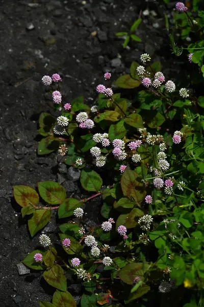  Persicaria capitata (Pembe başlı düğüm otu) çiçekleri. Himalayalar 'a özgü poligonaceae sürüngen bitkisi. Yazın başından sonbahara kadar pembe çiçek kümeleri halinde açar..