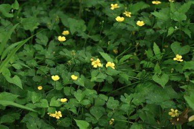  Japon düğün çiçeği (Ranunculus grandis) çiçekleri. Ranunculaceae daimi bitkileri. Yazın başında açan parlak sarı çiçekler. Zehirli bir bitki..