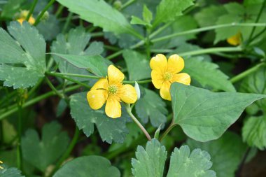  Japon düğün çiçeği (Ranunculus grandis) çiçekleri. Ranunculaceae daimi bitkileri. Yazın başında açan parlak sarı çiçekler. Zehirli bir bitki..