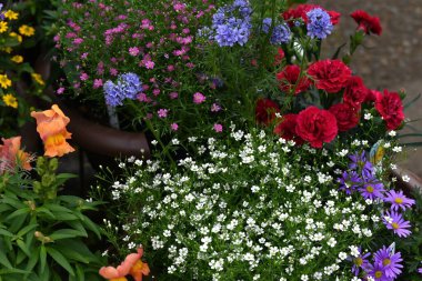 Çingene (Bebeğin nefesi) çiçekleri. Karyofilaceae bitkileri. Mayıstan ağustosa kadar pembe veya beyaz çiçekler açar ve buketlerde kullanılır..