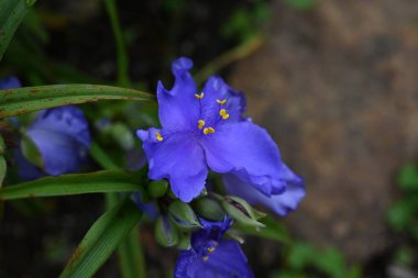 Tradescantia ohiensis (Common spiderwort) flowers. Commelinceae evergreen perennial plants native to North America. Purple three-petaled flowers bloom from May to July. clipart