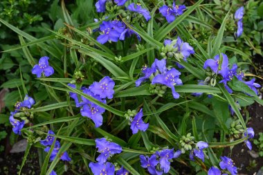 Tradescantia ohiensis (yaygın örümcek otu) çiçekleri. Commelinceae Kuzey Amerika 'ya özgü bitkiler. Mayıs 'tan Temmuz' a kadar üç yapraklı mor çiçekler açar.