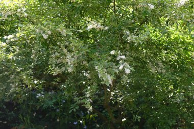  Ligustrum sinense (Çin mahrem yeri) çiçekleri. Oleaceae her zaman yeşil çalı. Mayıs 'tan Haziran' a kadar birçok güzel kokulu çiçek panikte açar..