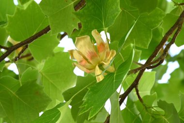 Lale ağacı (Liriodendron tulipifera) çiçekleri. Magnoliaceae yapraklı ağacı. Turuncu işaretli sarı-yeşil çiçekler yazın başlarında çiçek açar..
