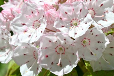 Calmia latifolia (dağ defne ağacı) çiçekleri. Ericaceae Evergreen çalılığı. Yazın başında güzel çiçekler açar, ama yapraklar zehirlidir..