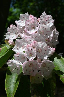 Calmia latifolia (dağ defne ağacı) çiçekleri. Ericaceae Evergreen çalılığı. Yazın başında güzel çiçekler açar, ama yapraklar zehirlidir..