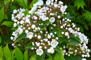 Calmia latifolia (dağ defne ağacı) çiçekleri. Ericaceae Evergreen çalılığı. Yazın başında güzel çiçekler açar, ama yapraklar zehirlidir..