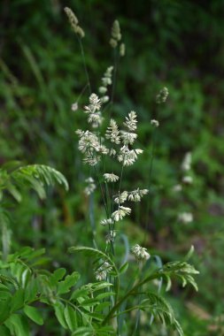 Meyve bahçesi otu (Dactylis glomerata) çiçekleri. Poaceae daimi bitkileri. Çiçek açma dönemi Mayıs 'tan Temmuz' a kadar ve aynı zamanda saman nezlesine neden olan bir bitkidir..