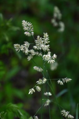 Meyve bahçesi otu (Dactylis glomerata) çiçekleri. Poaceae daimi bitkileri. Çiçek açma dönemi Mayıs 'tan Temmuz' a kadar ve aynı zamanda saman nezlesine neden olan bir bitkidir..