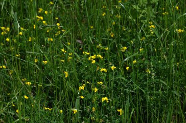 Kuş ayağı tırabzanı (Lotus japonicus) çiçekleri. Fabaceae daimi bitkileri. Nisan 'dan Temmuz' a kadar kelebek şeklinde sarı çiçekler açarlar ve ayrıca tıbbi özellikleri vardır..