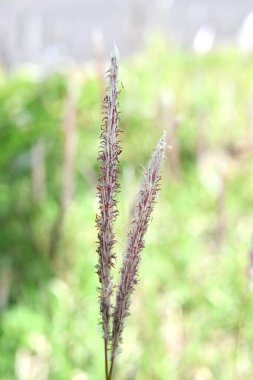 Cogongrass ( Imperata cylindrica ) flowers. Poaceae perennial plants. Produces reddish-brown flower spikes in early summer. Seeds wrapped in fluff are blown away by the wind. clipart