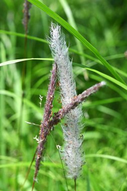 Kogongrass (Imperata silindiri) çiçekleri. Poaceae daimi bitkileri. Yazın başında kırmızımsı kahverengi çiçek dalları üretir. Tohumlar rüzgarla savrulur..