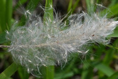 Kogongrass (Imperata silindiri) çiçekleri. Poaceae daimi bitkileri. Yazın başında kırmızımsı kahverengi çiçek dalları üretir. Tohumlar rüzgarla savrulur..