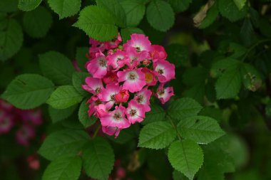 Gül bahçesindeki gül çiçekleri. Dünyanın her yerinde 20.000 çeşit gül olduğu söylenir ve güzel görünüşleri ve kokularıyla çok popülerdir..